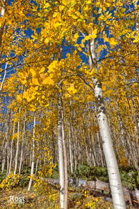 Pando In Fall (0010)