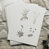 autumn botanicals - postcard