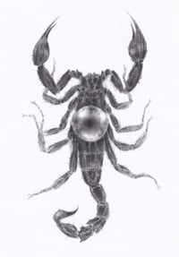 Original drawing (4x5.5") arax