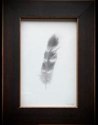 Image 2 of Cooper’s Hawk Feather (Appleton Maine)