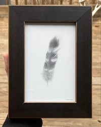 Image 1 of Cooper’s Hawk Feather (Appleton Maine)