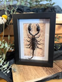 FOREST SCORPION BOX - VINTAGE FLORAL