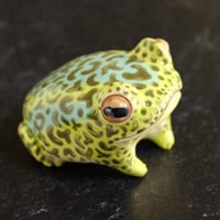 Image 1 of Spotted Toad