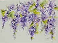 Climbing Wisteria