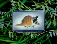 Image 1 of Fat Tailed Dunnart Sticker