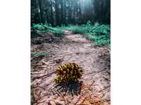 Pinecone Alley