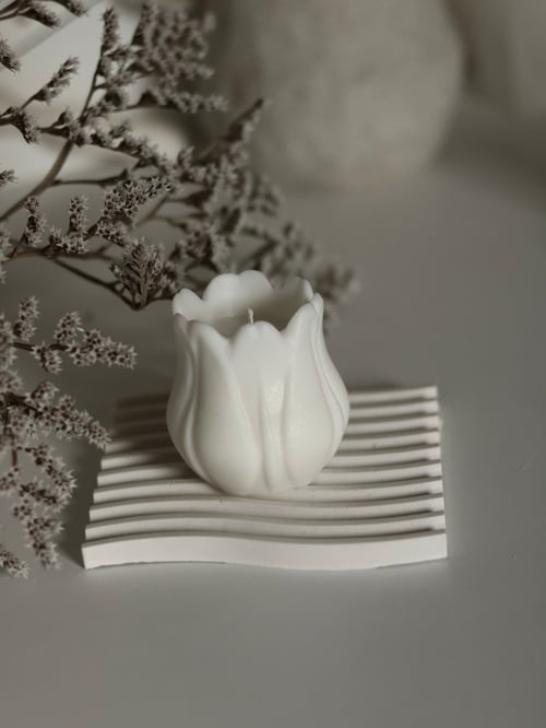 Image of TULIPE