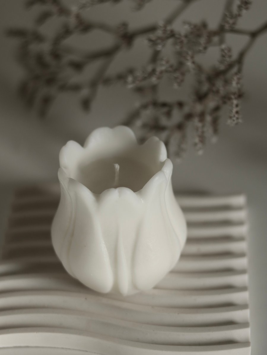 Image of TULIPE