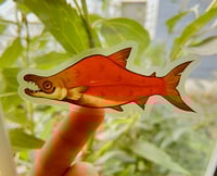 Image 1 of Transparent Sockeye Salmon Sticker
