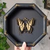 Western tiger swallowtail