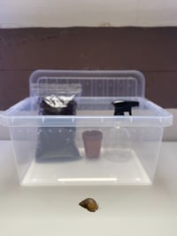 Image 1 of Giant African Land Snail 'Achatina Lissachatina' x1 3-6cm With 11L Enclosure