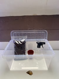 Image 2 of Giant African Land Snail 'Achatina Lissachatina' x1 3-6cm With 11L Enclosure