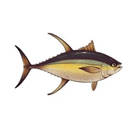Image 3 of Transparent Yellowfin Tuna Sticker