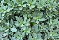 Image 2 of Crassifolia (Cisthanthe)Pink flowers