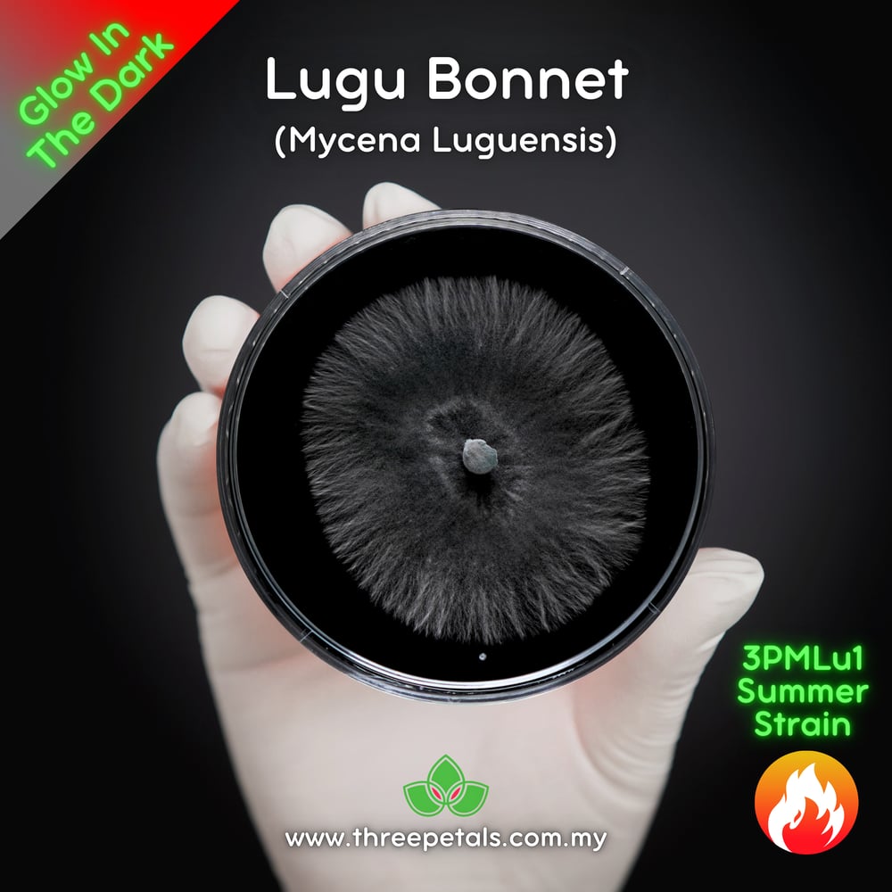 Lugu Bonnet (Mycena Luguensis) Live Mycelium Mushroom Culture Spawn