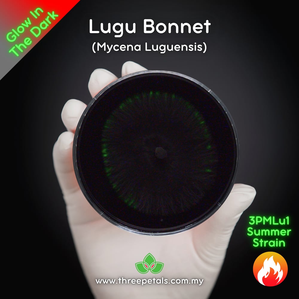 Lugu Bonnet (Mycena Luguensis) Live Mycelium Mushroom Culture Spawn