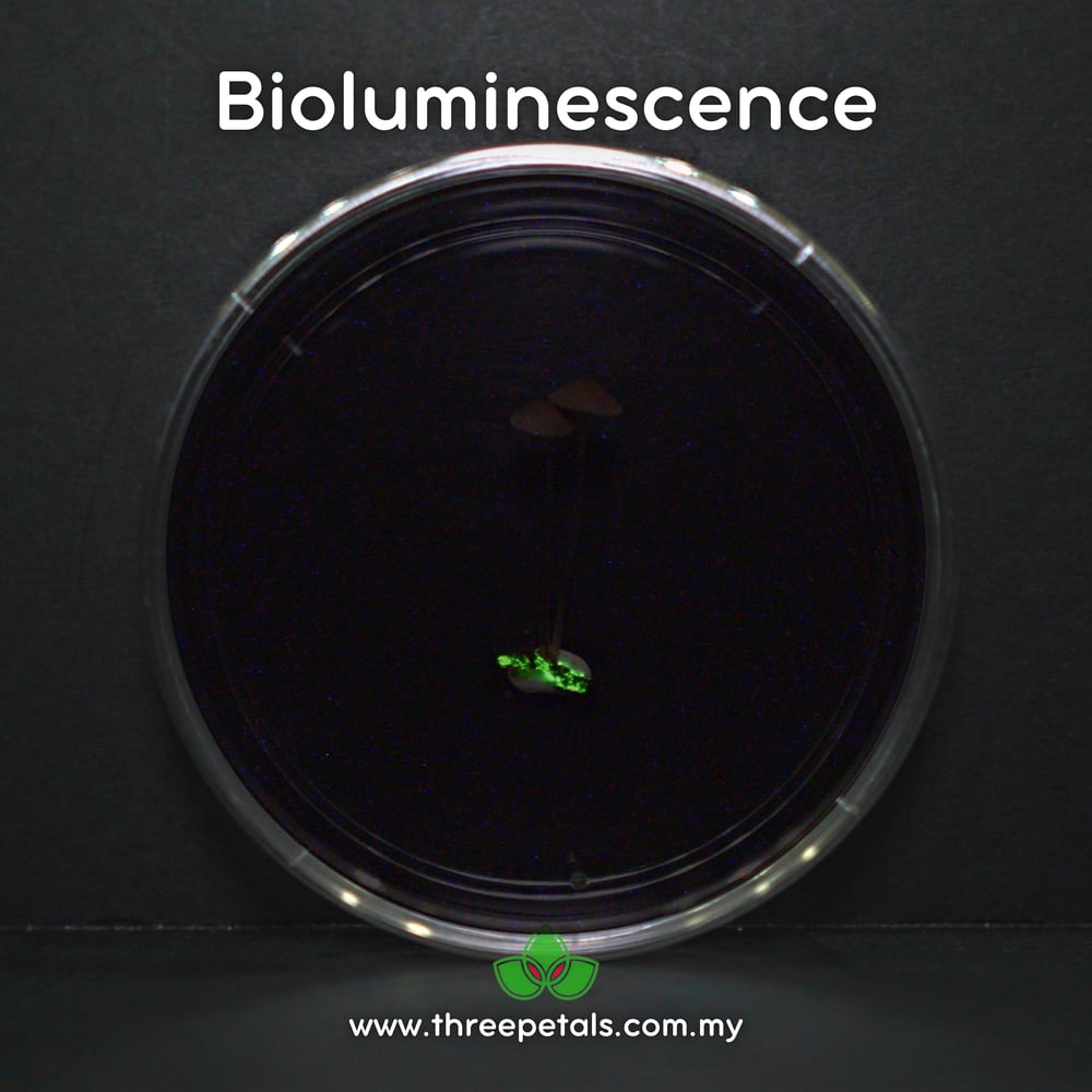 Lugu Bonnet (Mycena Luguensis) Live Mycelium Mushroom Culture Spawn
