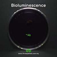 Image 4 of Lugu Bonnet (Mycena Luguensis) Live Mycelium Mushroom Culture Spawn