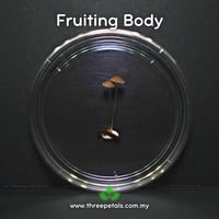 Image 3 of Lugu Bonnet (Mycena Luguensis) Live Mycelium Mushroom Culture Spawn