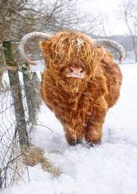 Highland cow in the snow exclusive print