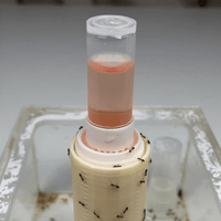 Image 5 of Abreuvoir 5ml