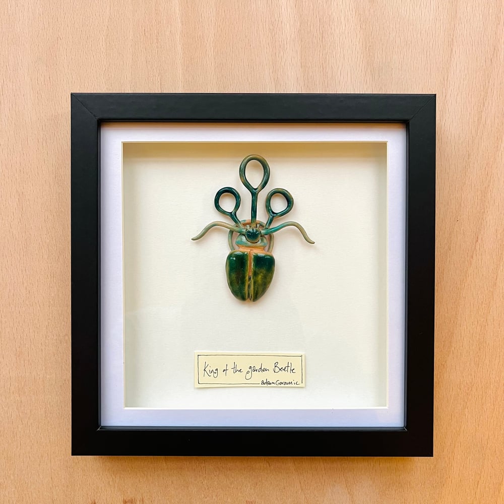 Image of Delicate Grand Beetle 