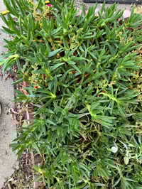 Ice plant 