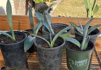 Image 1 of Tequila Agave (Blue)