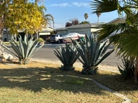 Image 2 of Tequila Agave (Blue)