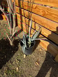 Image 3 of Tequila Agave (Blue)