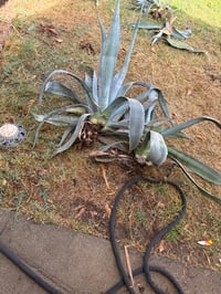 Image 4 of Tequila Agave (Blue)