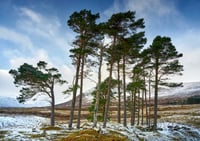 Assynt Scots Pine exclusive print