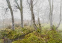 Trees in the mist exclusive print