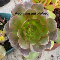 Image 1 of Aeonium purple tree