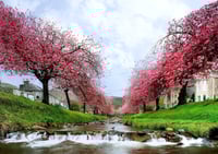 Blossom in Dollar exclusive print