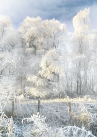 Winter's embrace exclusive print