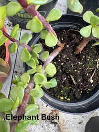 Elephant Bush