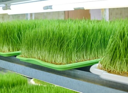 Image of Whole Tray - Wheat Grass Microgreens