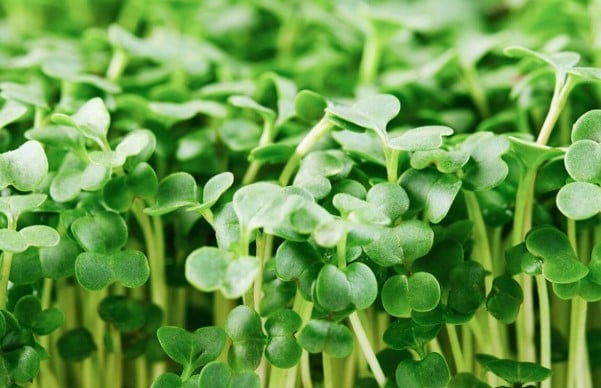 Image of 16 oz. Broccoli Microgreens