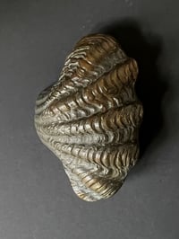 Image 2 of Curved Bronze Door Handle in the Shape of a Seashell