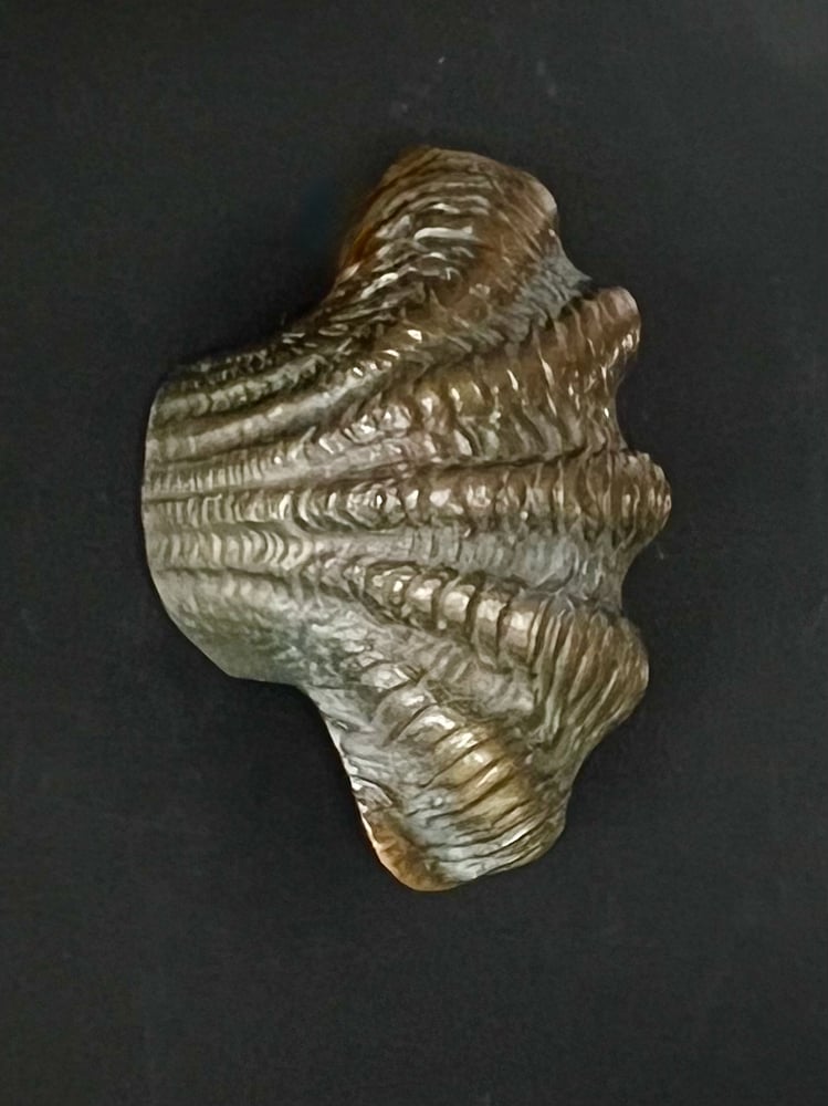 Image of Curved Bronze Door Handle in the Shape of a Seashell (Reserved)