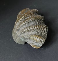 Image 7 of Curved Bronze Door Handle in the Shape of a Seashell