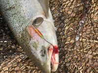 Image 2 of Lime Green Blood Splatter 