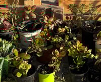mixed pot 4-10 plants 