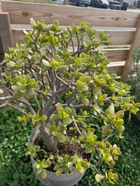 Jade Botany Bay 