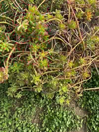 Jelly Bean Succulent 