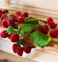 Wine Raspberry 