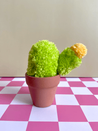 Image 4 of pom pom cactus