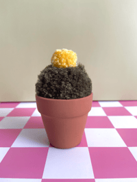Image 5 of pom pom cactus