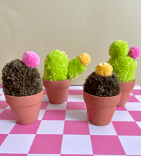 Image 1 of pom pom cactus
